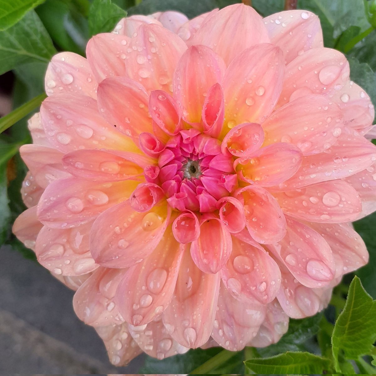 tinawhite09's tweet photo. Have a lovely Friday everyone #Dahlia https://t.co/nFMBIMhp23