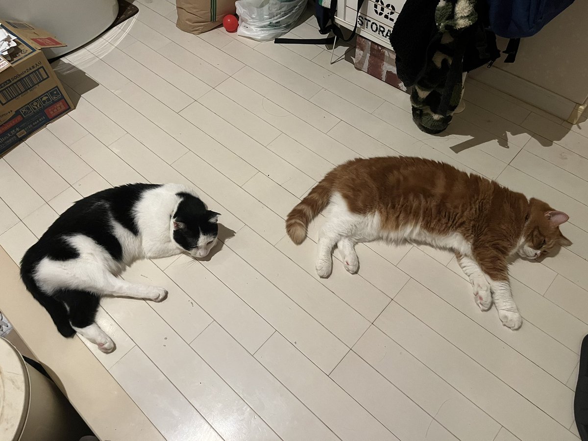 610tyangi's tweet photo. 暑い🫠

#ねこ #ネコ #猫 #キャット #CAT #cat https://t.co/C9VEGOCBVv