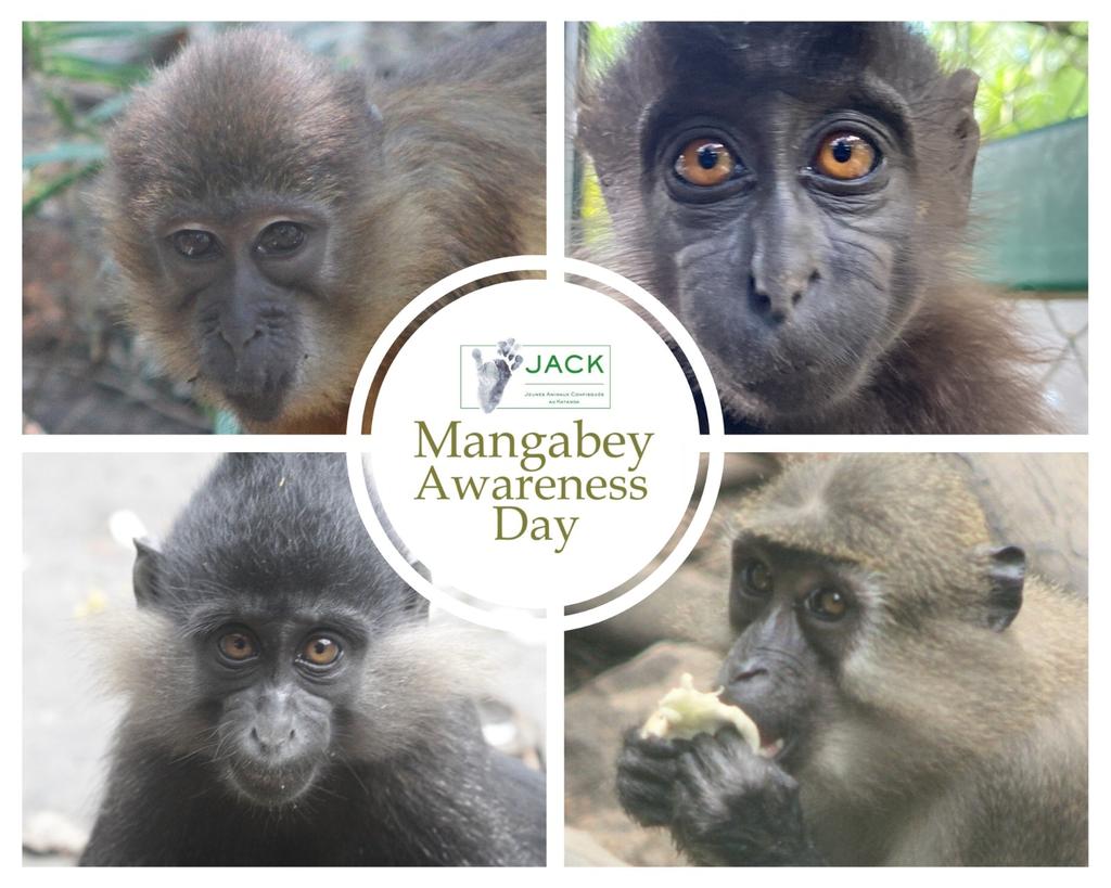 JACK Primate Sanctuary tweet media