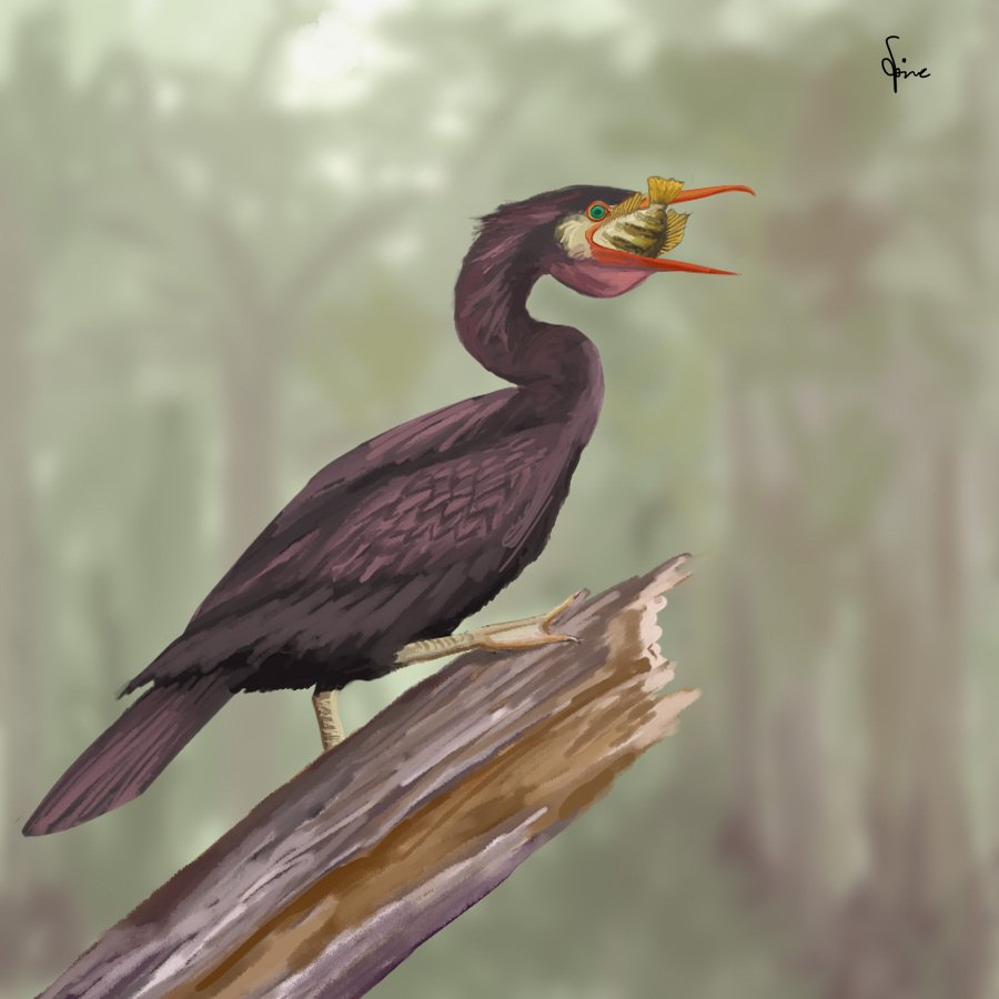 An ancient darter-like bird, Protoplotus beauforti from Sangkarewang Formation (with a gourami Ombilinichthys in its mouth). #paleonusantara #paleonusantara2