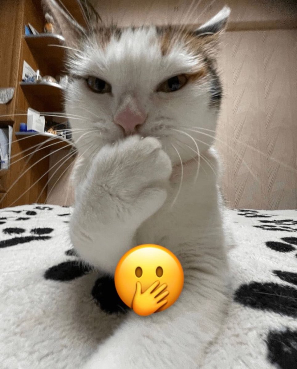 Punch Cat (@punchingcat) on Twitter photo 