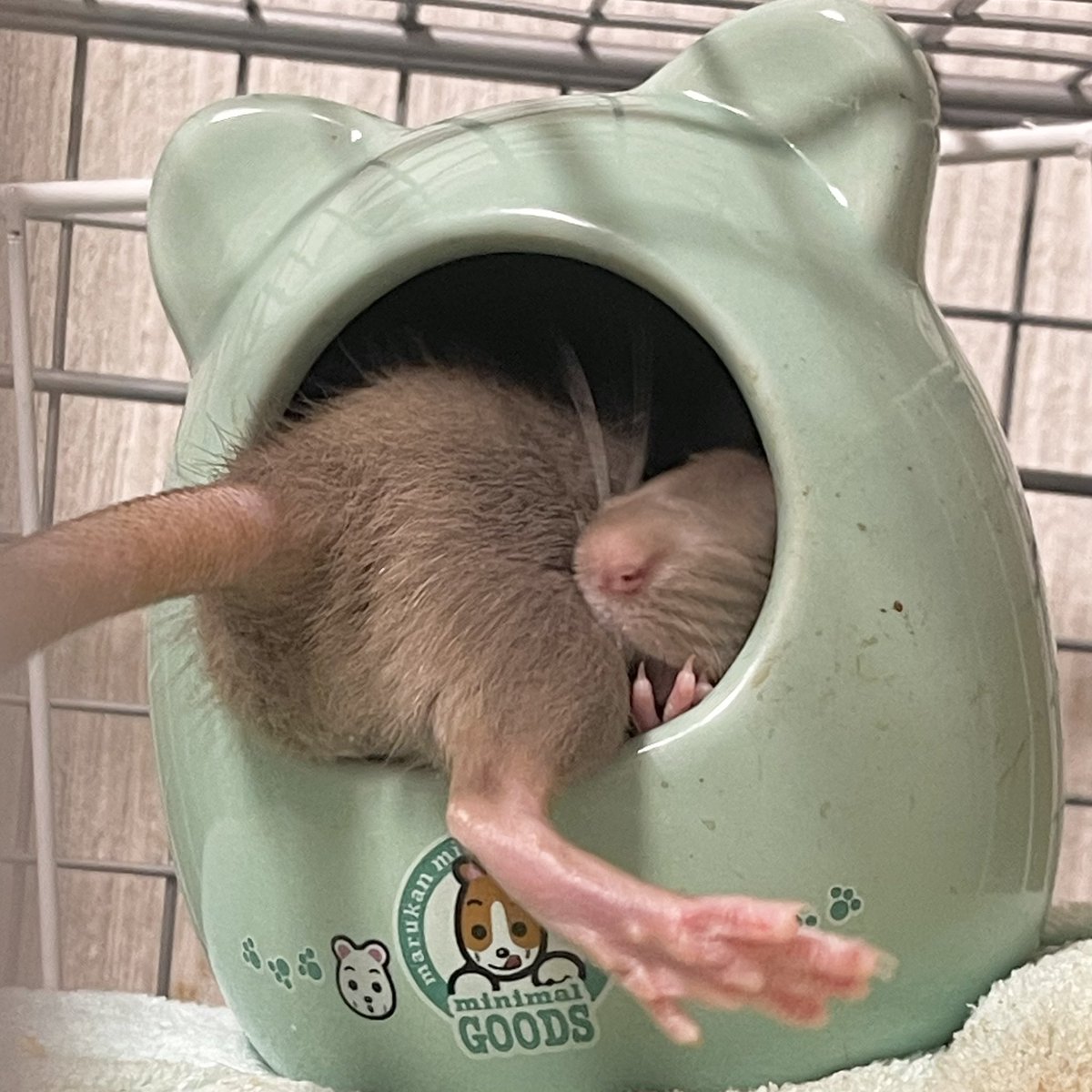 ねむい (@nenene_34) on Twitter photo 