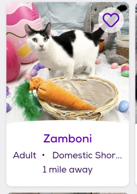 The only Zamboni I will ever need