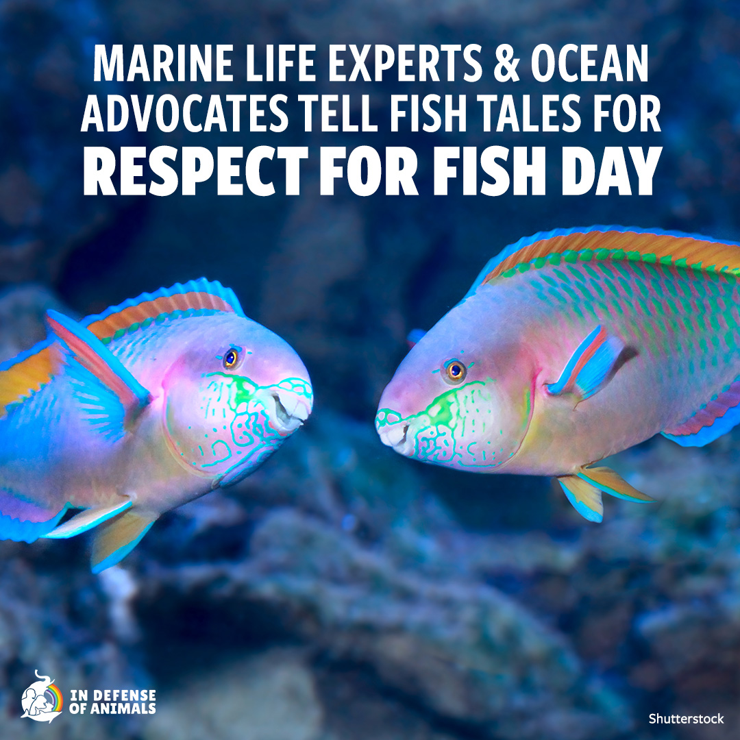 IDAUSA's tweet photo. #AnimalRights advocates & experts tell their personal #FishTales for #Respect4Fish Day!
Read more: https://t.co/7ZGaVsoUFK
Pls RT and support our work for fishes https://t.co/s6GQontA1P https://t.co/WcmNFEC3ST