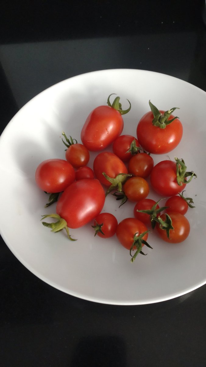 SLOAllotment's tweet photo. A few homegrown tomatoes 🍅 picked from the garden.  5 different sort. https://t.co/RpSHtEidla