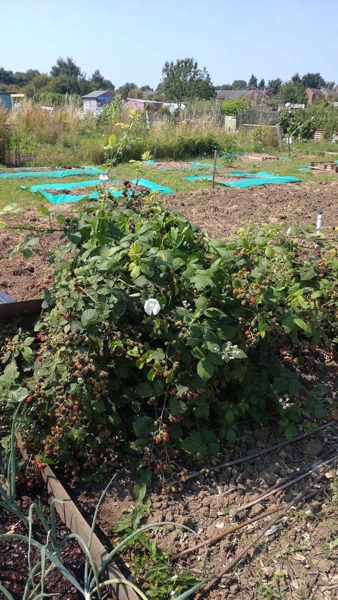 SLOAllotment's tweet photo. A controlled area of blackberry bush with fruit and the 3 sisters area. ( Pumpkin 🎃 sweetcorn 🌽 French Beans ) down the allotment yesterday https://t.co/BX2JZY5NHA