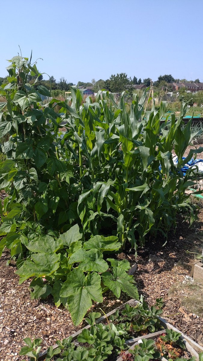 SLOAllotment's tweet photo. A controlled area of blackberry bush with fruit and the 3 sisters area. ( Pumpkin 🎃 sweetcorn 🌽 French Beans ) down the allotment yesterday https://t.co/BX2JZY5NHA