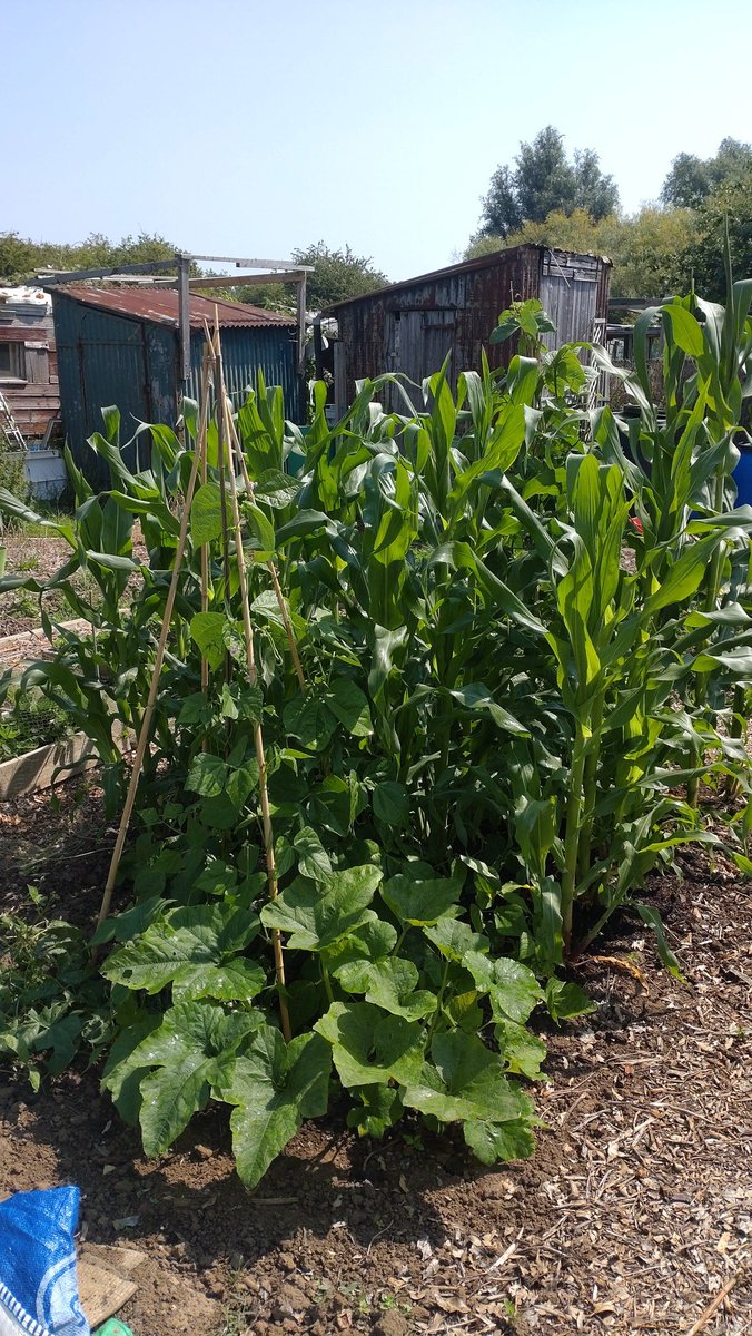 SLOAllotment's tweet photo. A controlled area of blackberry bush with fruit and the 3 sisters area. ( Pumpkin 🎃 sweetcorn 🌽 French Beans ) down the allotment yesterday https://t.co/BX2JZY5NHA