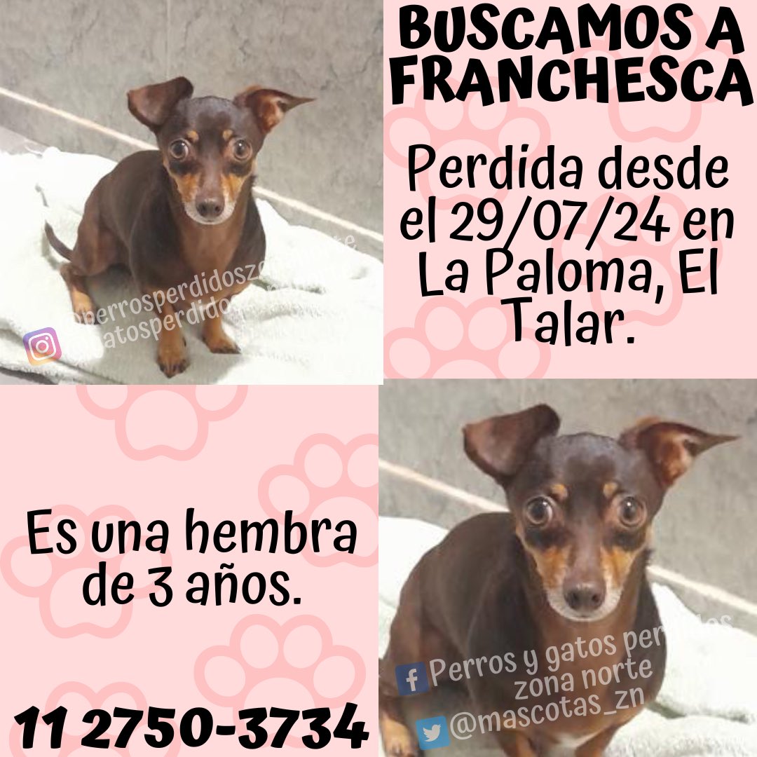 🟣BUSCAMOS A FRANCHESCA🟣
Perdida desde el 29/07/24 en La Paloma, El Talar.
Es una hembra de 3 años.
Si la viste comunícate con <a href="/gimenav12/">Gimena vargas 👾</a> al 11 2750-3734.
☑️DIFUNDIR☑️