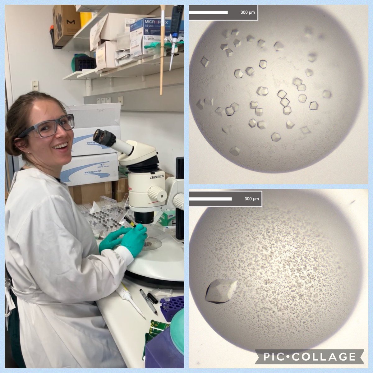 tham_lab's tweet image. 🤩Happy Friday 🤩 Never gets old looking at these - surely a weekend data collection @ausynchrotron for your malaria PhD paper will be kind and wonderful- fingers crossed for Frankie who had fun fishing for her crystals @WEHI_research #CrystalStructure