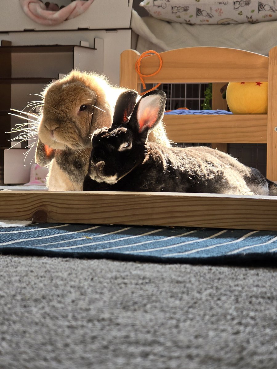 Frank_TheTank0's tweet photo. @TheRambler146 Here you go @TheRambler146 may I present to you Vegeta and Parsnip!
Hopefully things get better soon! https://t.co/MBvnLhqS5P