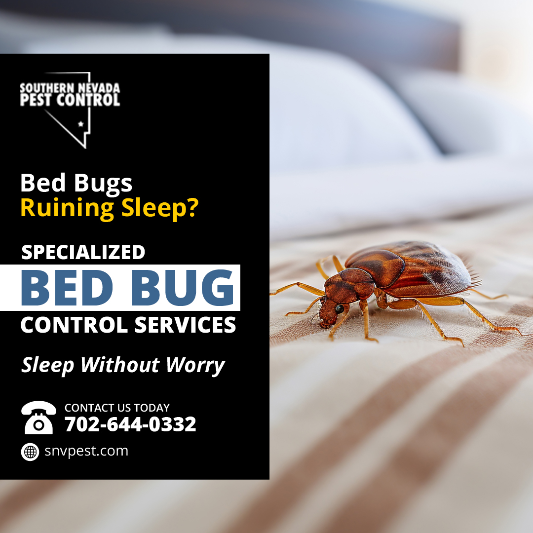SNVPest's tweet image. Bed bugs got you restless? 🛏️ Southern Nevada Pest Control has expert Bed Bug Control solutions to help you rest easy again! Call 📞 702-644-0332 or visit 🌐 snvpest.com for a consultation! #BedBugControl #PestControl #SouthernNevadaPestControl #HomePestPrevention
