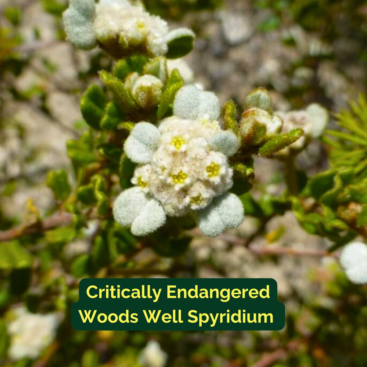 Australian Seed Bank Partnership (@seedpartnership) on Twitter photo The Woods Well Spyridium is a Critically Endangered globe trotter! โ๏ธ In 2006, 1200 seeds went to the Millennium Seed Bank. Now, 250 seeds are back and growing at <a href="/BotGardensSA/">Botanic Gardens SA</a> for our #SecuringtheFuture Project. @Kew_MSBUK @KewScience The Woods Well Spyridium is a Critically Endangered globe trotter! โ๏ธ In 2006, 1200 seeds went to the Millennium Seed Bank. Now, 250 seeds are back and growing at <a href="/BotGardensSA/">Botanic Gardens SA</a> for our #SecuringtheFuture Project. @Kew_MSBUK @KewScience