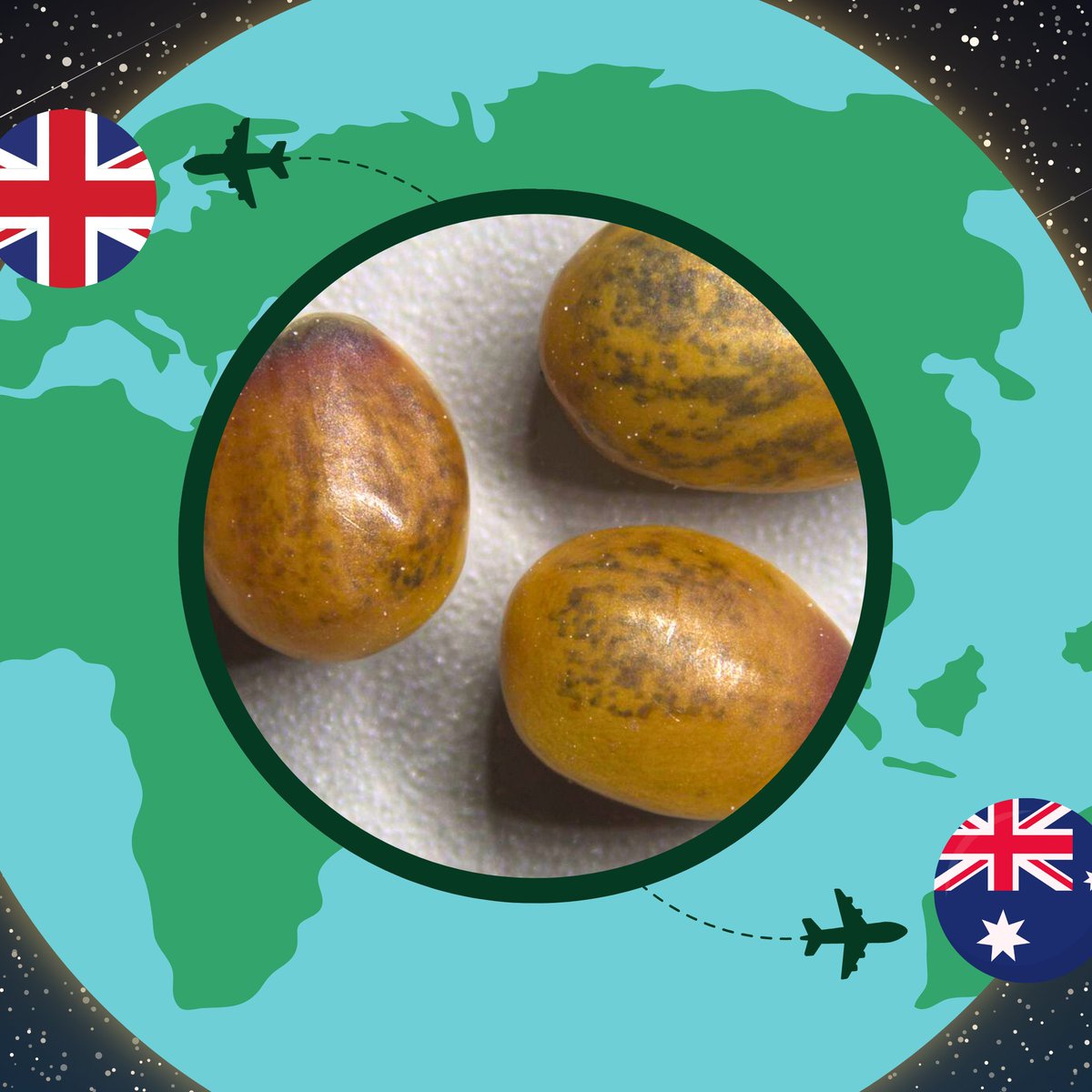 Australian Seed Bank Partnership tweet media