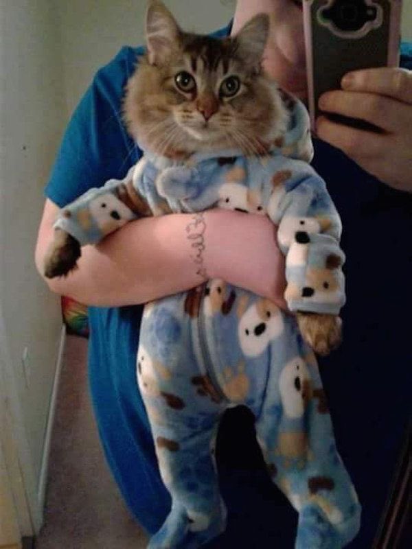 PunchingCat's tweet photo. obsessed with cats in pajamas https://t.co/3hVI0lWbOX