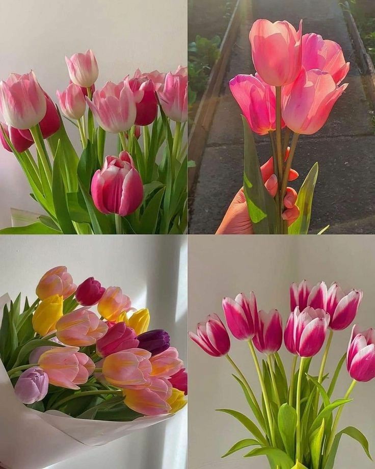 Morning with Pink Tulips 🩷🌷