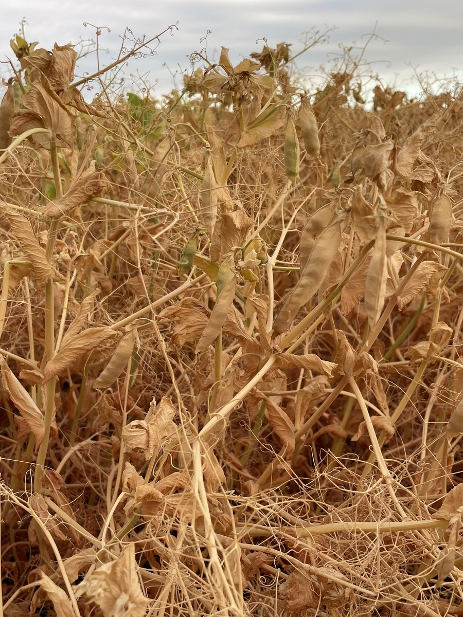 Robyne Bowness Davidson (@pulsechickab) on Twitter photo Beautiful crop of lupin ready to desiccate soon. They survived the heat quite well. They might even do as well as the peas. The peas didn’t like the heat. <a href="/RDARAlberta/">RDAR (Results Driven Agriculture Research)</a> <a href="/APGresearch/">Jenn Walker</a> Beautiful crop of lupin ready to desiccate soon. They survived the heat quite well. They might even do as well as the peas. The peas didn’t like the heat. <a href="/RDARAlberta/">RDAR (Results Driven Agriculture Research)</a> <a href="/APGresearch/">Jenn Walker</a>