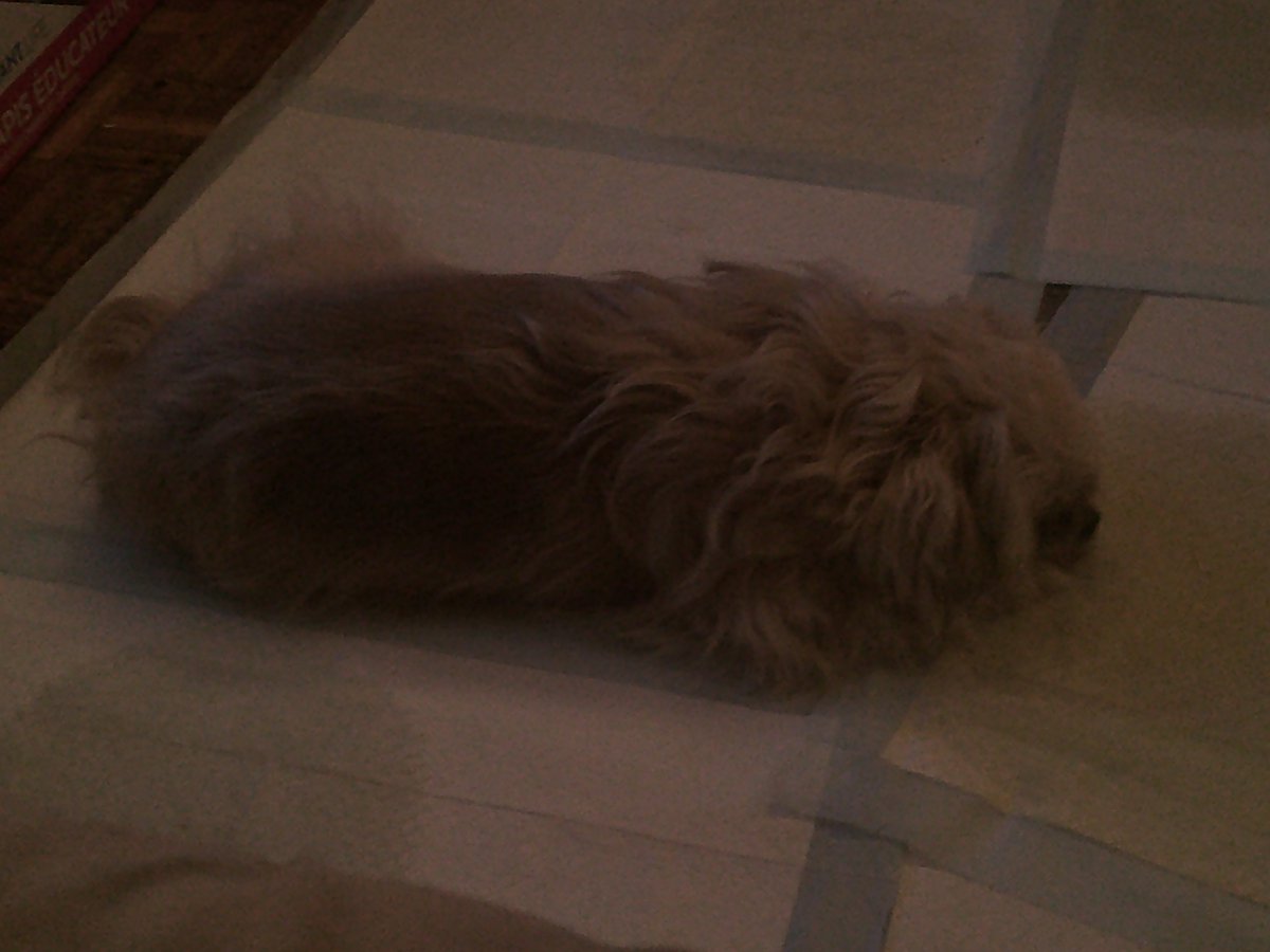 Clawberts's tweet photo. Mia (Scott's Puppy) Pic #4 (08-01-2024) #scottsnider #scottmichaelsnider #mia #mammamia #fun #funpic #scottsdog #scottspuppy #dog #dogs #dogpic #dogspic #cute #cutepic #cutedog #cutedogs #scottsdogs #scottspuppies #puppy #puppies #aww #lol #scott #snider #malton #toronto https://t.co/4hDFeeHuTp