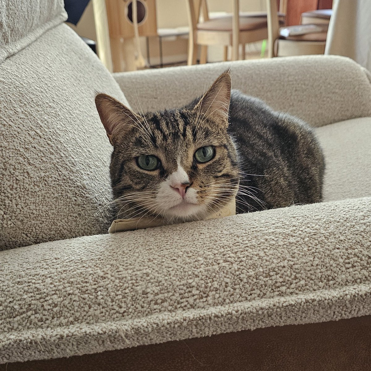 Content from elabunny