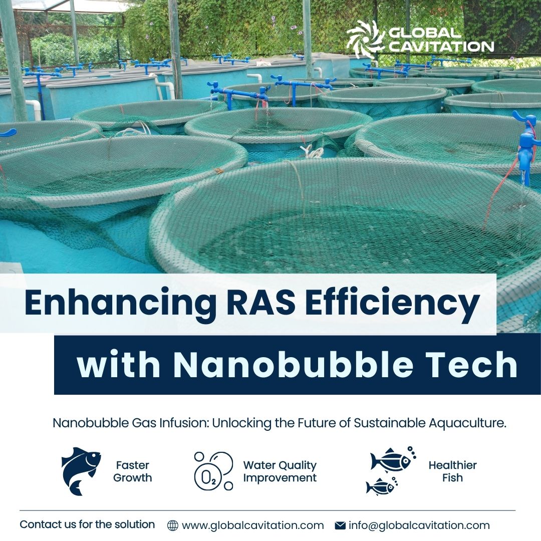 cavibubble's tweet image. Enhancing RAS Efficiency with Nanobubble Tech🐟
Discover how nanobubble gas infusion transforms Recirculating Aquaculture Systems (RAS) by enhancing oxygen delivery. This cutting-edge technology promotes healthier fish and boosts system efficiency.

#NanobubbleTechnology