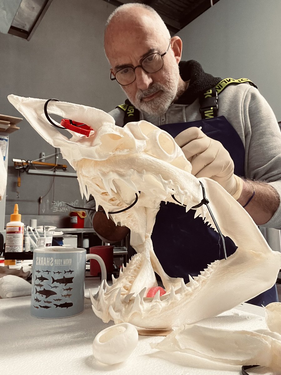 Elasmo-Morph tweet media