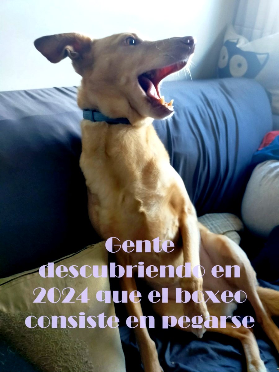 PGonz8's tweet photo. Bueno, un par de cosillas sobre las Olimpiadas y el "no creí que ver a un hombre pegar a una mujer fuera deporte olímpico". Aparte de lo absurdo de la frase vamos a ver un par de cosas sobre lo de "un hombre" https://t.co/Z891pwX68o