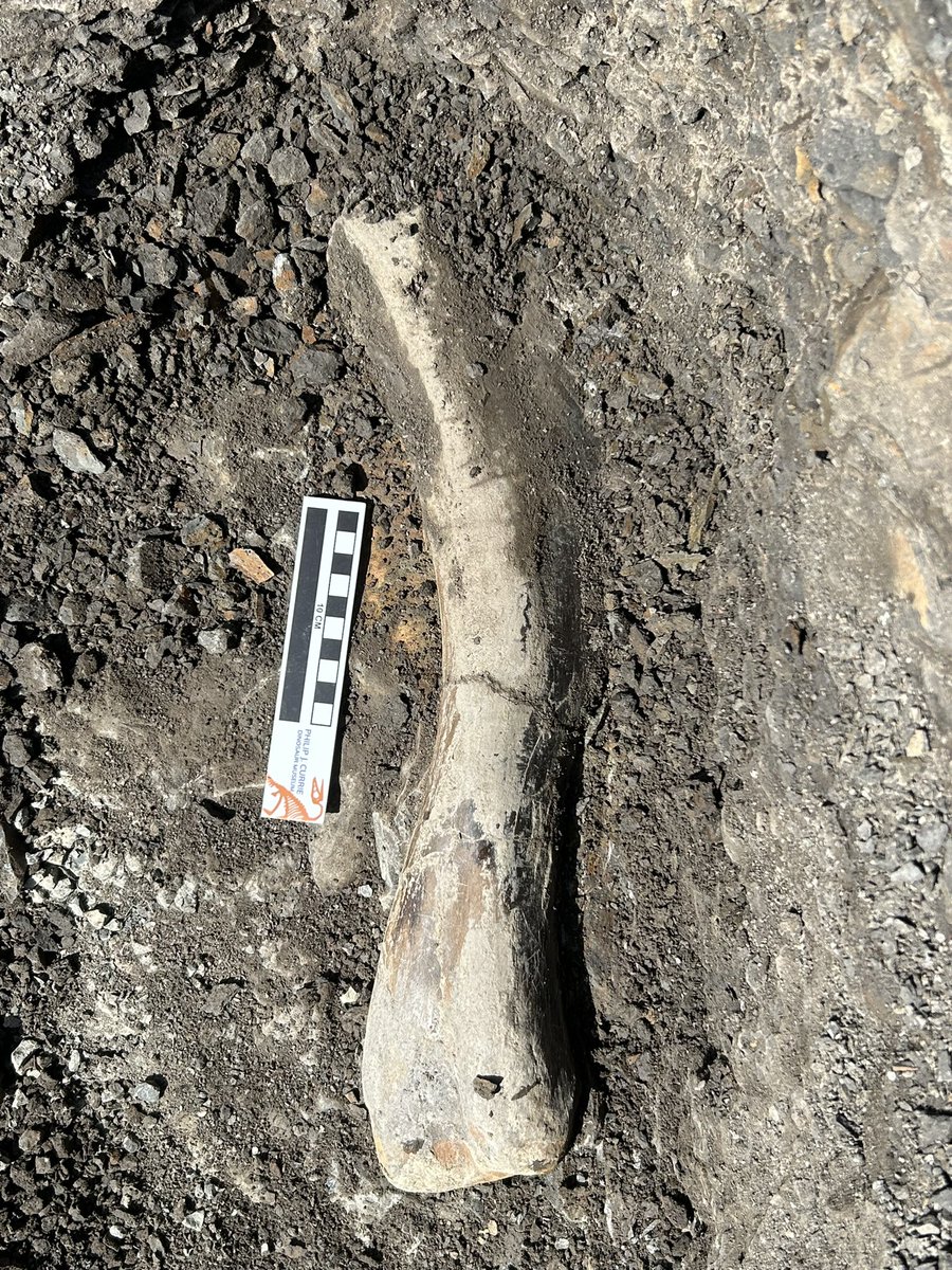 thereal_jsweder's tweet photo. An amazing day out with #BADP to find dinosaur fossils in the #wapiti formation. Myself and @Taia_Henzler found several amazing hadrosaur bones and @EL_Bamforth found some #tyrannosaur teeth! Lots of other fossils were found too! A dinotastic day! https://t.co/CLg8eDQlVl