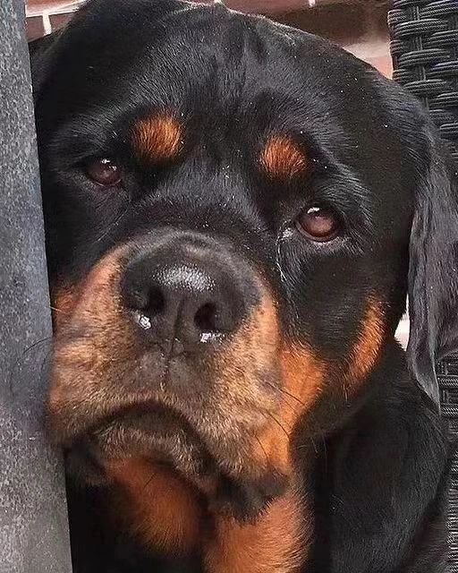 rottweilerdogb1's tweet photo. Rottweiler  oig https://t.co/cAmfpofmQR