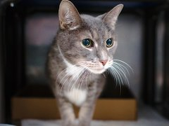 PeterAskin1's tweet photo. Handsome Asher makes one more plea
to be loved & to be free
from NYC ACC an awful place to be!
Not too late to adopt this boy
for your satisfaction & untold joy!
& of the pledges there are few
so can we pledge dear Twitter crew?!
Tag @LOVE_CATS_ONE with pledges!
LAST CALL! 🙏
https://t.co/q1eFR6lS8G