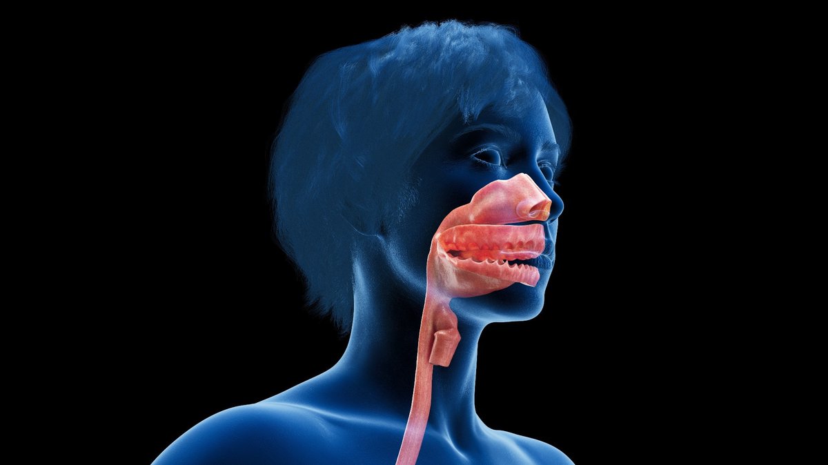 NewsMedical's tweet photo. Upper airway swabs reveal rich, stable immune memory crucial for respiratory defense ๐ฌ๐งฌ๐ฆ https://t.co/3e5NcYiMGi #Immunology #UpperAirway #COVID19 #ImmuneMemory #MucosalImmunity #Research #Virology #InfectionDefense #BCells #TCells @Nature https://t.co/J2sqWpAAiZ