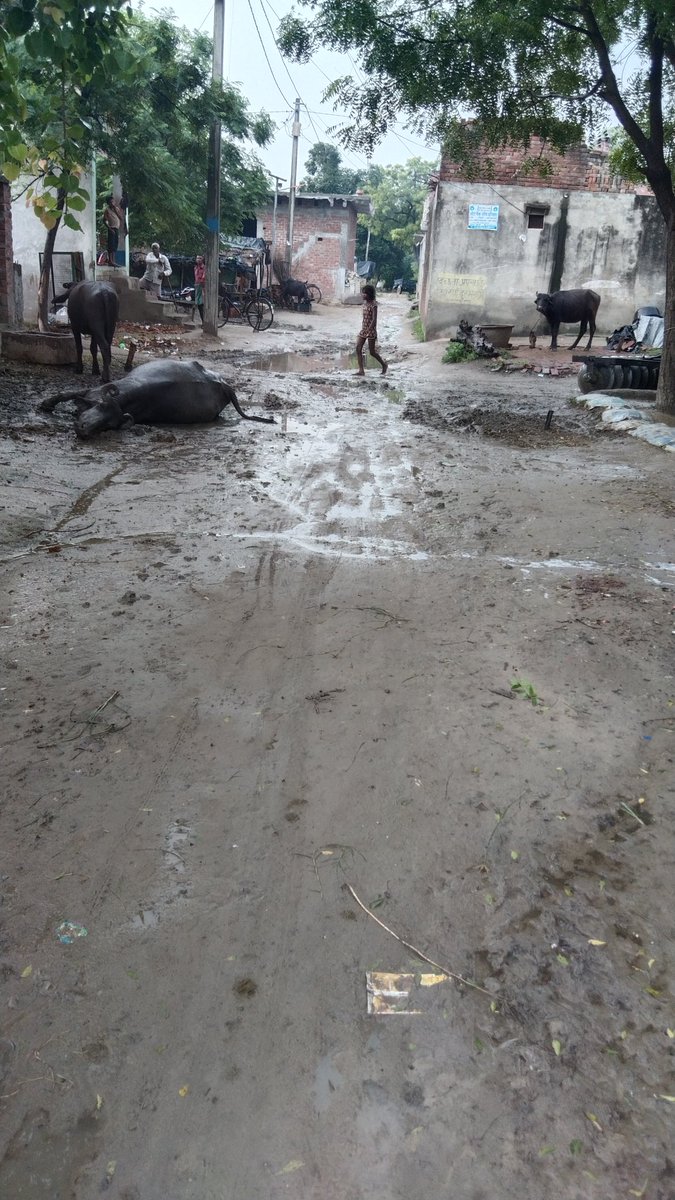 Sonoo Sonoo tweet media