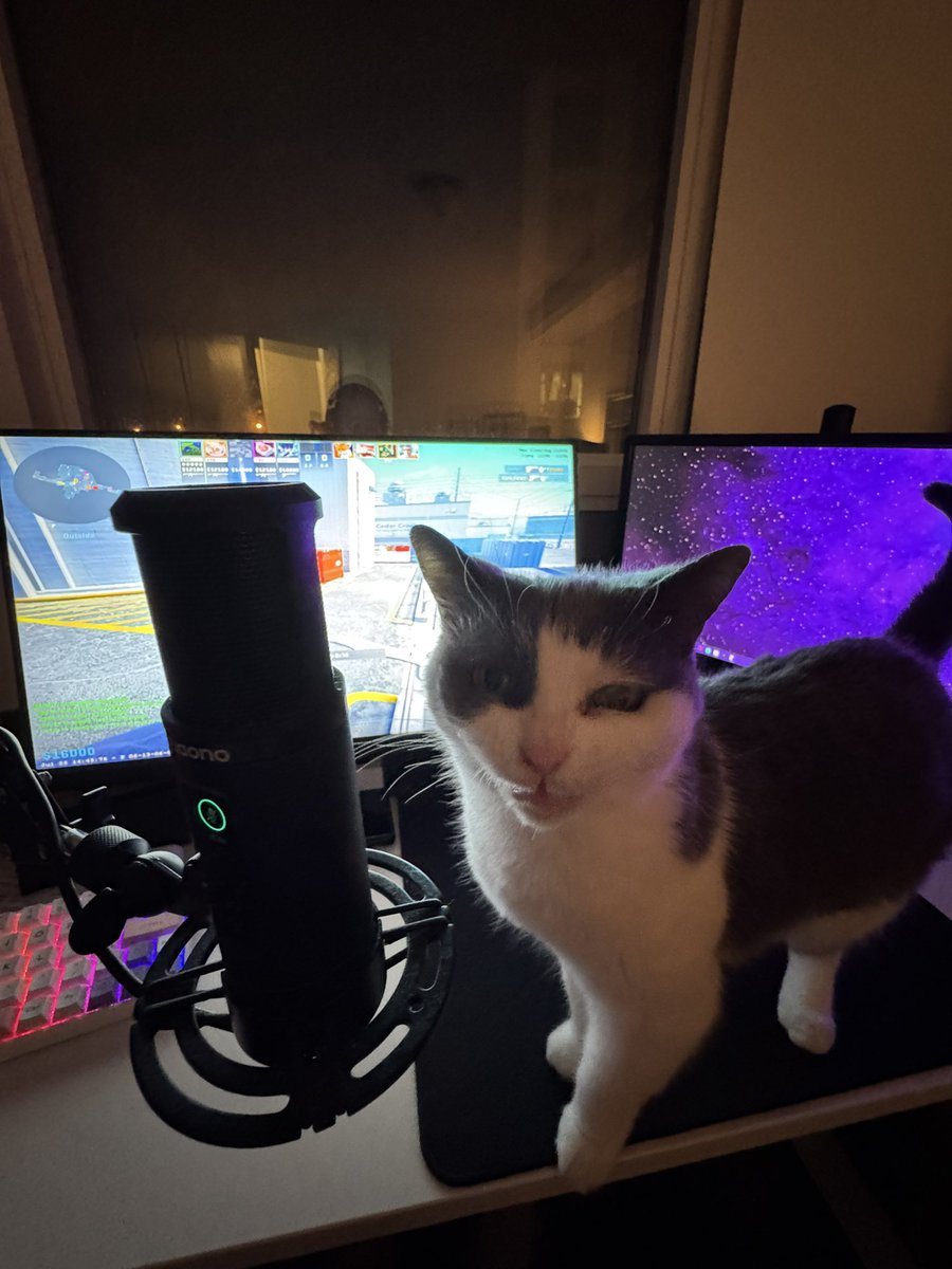 modzcs's tweet photo. Cat gaming https://t.co/eYhwU6MmHg