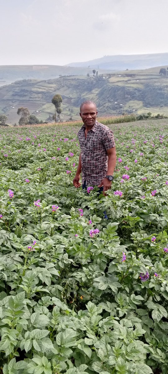 BonfaceNdege's tweet photo. This potatoes was planted with Yara MiCROP planting top dressing Done with Yara MiCROP topdressing sprayed with Yara vita CropBoost later top dressing Done again with YaraMila WINNER and here are the Results
#MbloeaNiyara  @YaraKenya @diangaronald @kibrutto @kendiwinjoy12 https://t.co/i1m0vqcF30