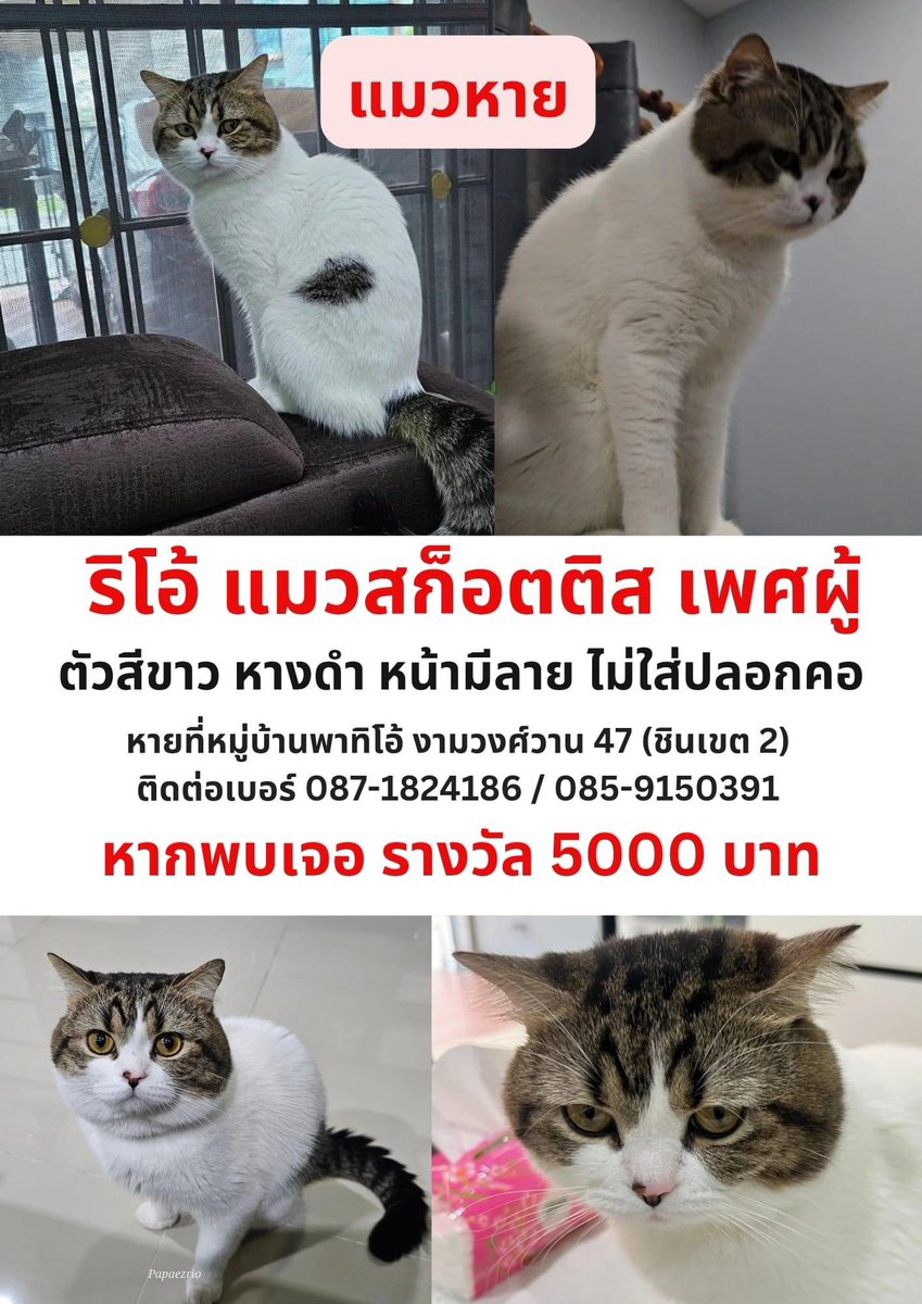 แมวหายครับ