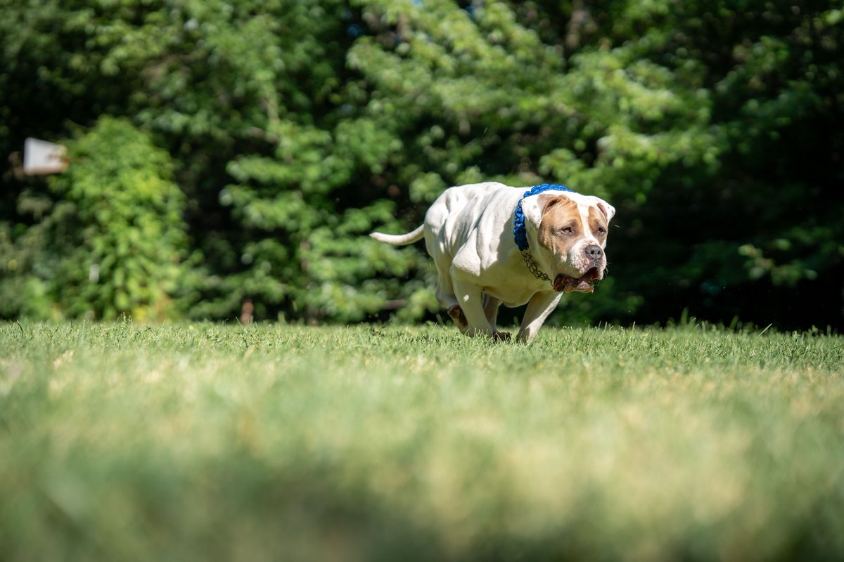 TechVsEverybody's tweet image. 130 lbs of nice dog as long as you say #wreckem …. If not I can’t help you 🤣🤣🤣