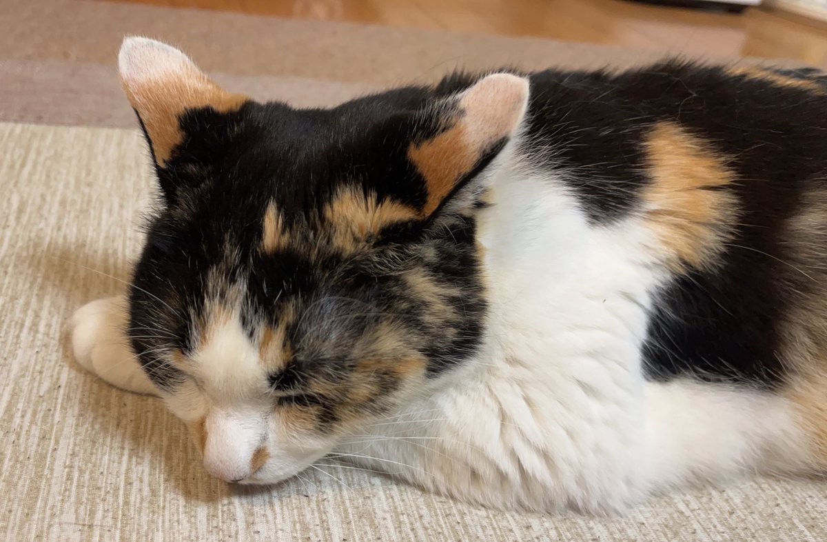 三毛猫ページ 三毛猫🐾月菜子さん (@runak0mam679) / X