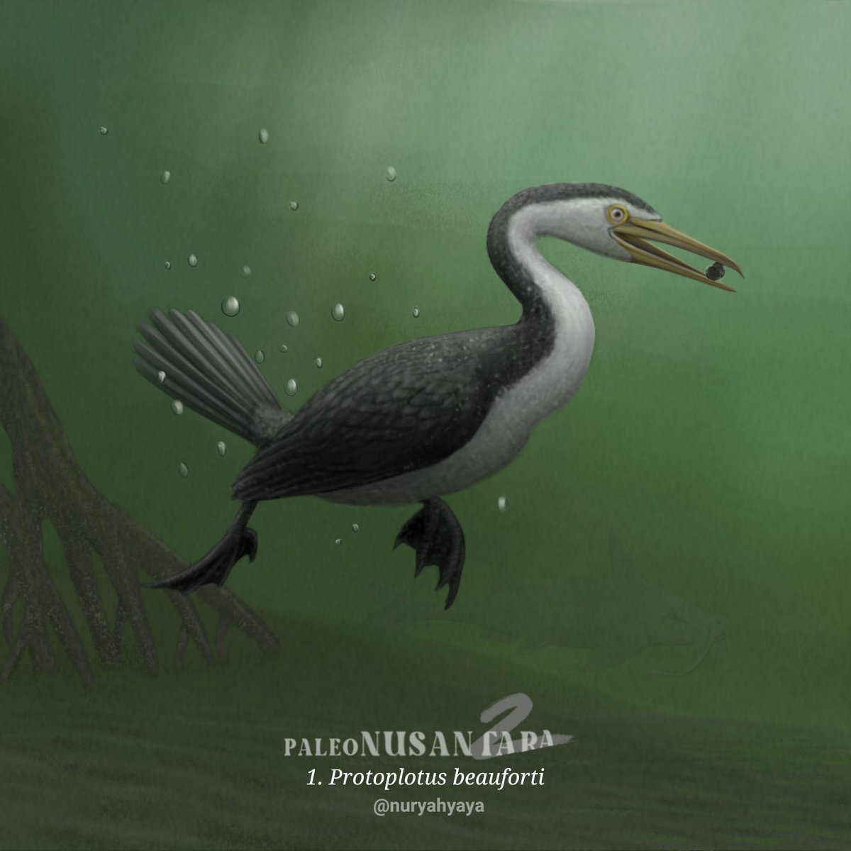 #Paleonusantara2 day 1
#paleonusantara
Protoplotus beauforti, the oldest prehistoric bird in Indonesia where the fossil dated around Paleocene-Eocene (66-40 MYA) is found in West Sumatra. FYI, a bunch of well-preserved gastrolith remains were found in it's fossil.