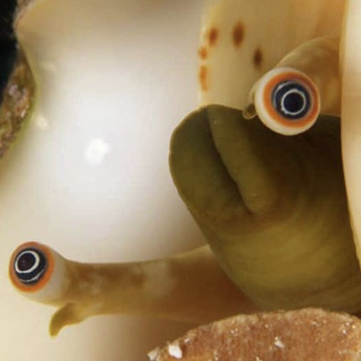 Sophia Rose tweet media