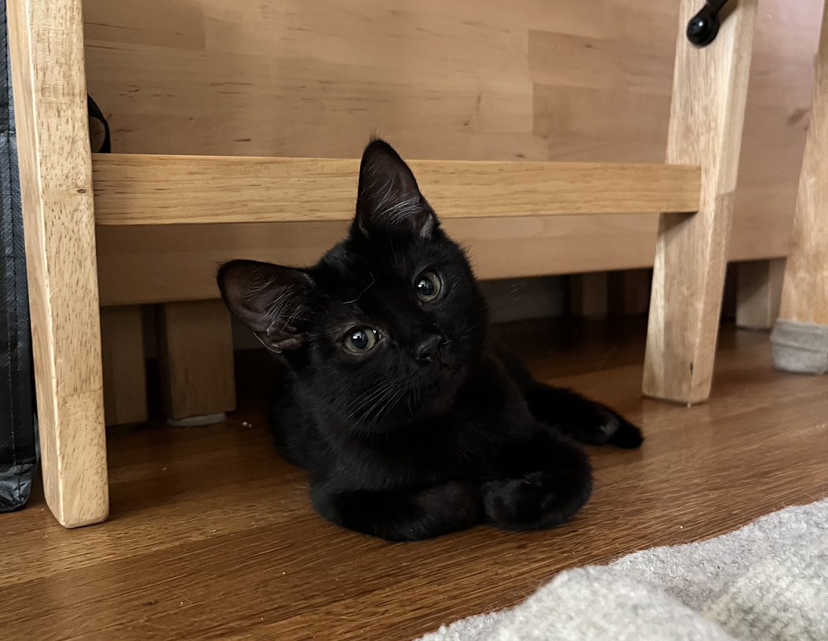 Kaiami's tweet photo. my sweet baby uma is also going to be up for adoption august 3-4 at catcon pasadena! she's shy but one of the sweetest kittens i've ever met https://t.co/BnfkbExotF