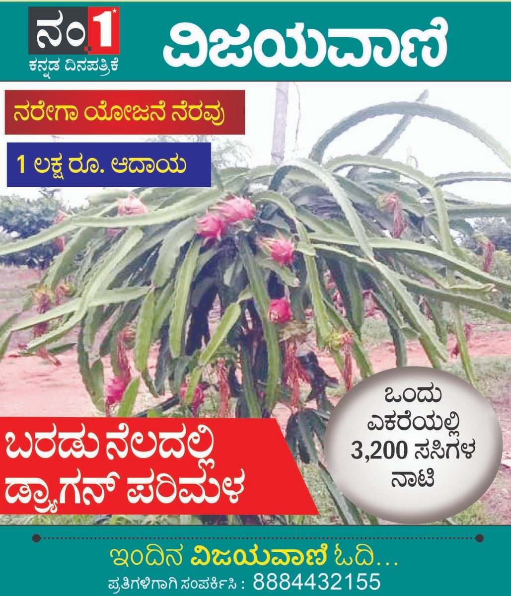 TPIECV's tweet photo. #ನರೇಗಾ ಯೋಜನೆಯ ನೆರವಿನಿಂದ  ಡ್ರ್ಯಾಗನ್ ಫ್ರೂಟ್ ಬೆಳೆದ ಯುವ ರೈತರೊಬ್ಬರು ಲಕ್ಷಾಂತರ ರೂ. ಆದಾಯ ಗಳಿಸುತ್ತಿದ್ದಾರೆ.
#ಗದಗ ಜಿಲ್ಲೆ, #ಲಕ್ಷ್ಮೇಶ್ವರ ತಾಲೂಕು,  #ಗೊಜನೂರ ಗ್ರಾಮ
@Bharath_Selvan @MgnregsK @ZP_Gadag @DharmarKrishna @Namma_Gadag https://t.co/h4FY3FRS73