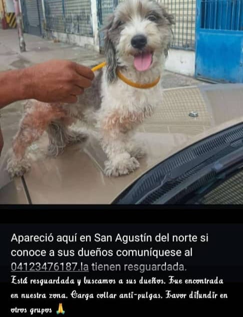 PerroUsuario's tweet image. EXTRAVIADA, busca a su familia humana. San Agustín del Norte Caracas