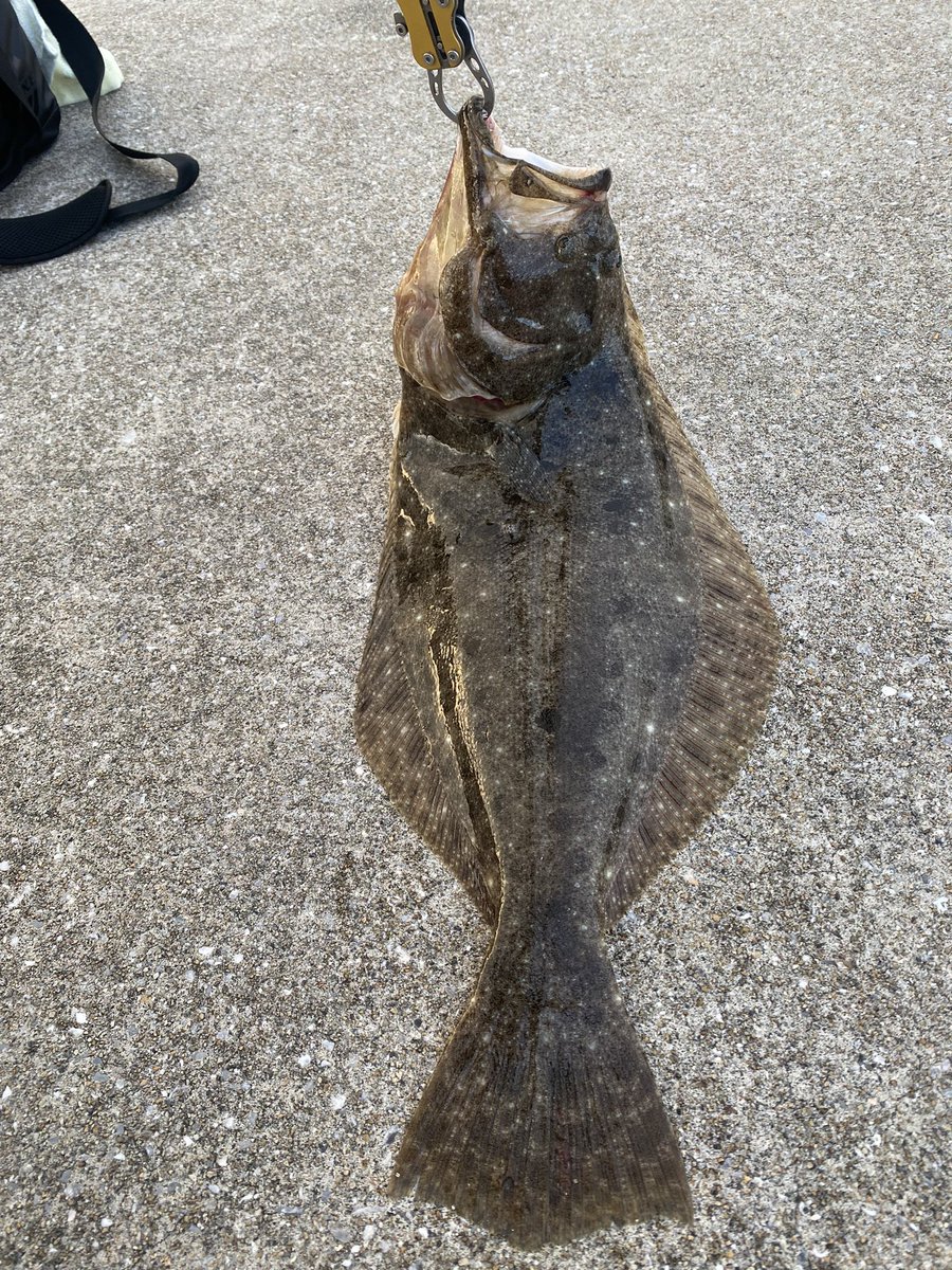 久しぶり釣れた🐟😁
あとイカも🦑
＃HAYABUSA
＃マキマキ
＃天草