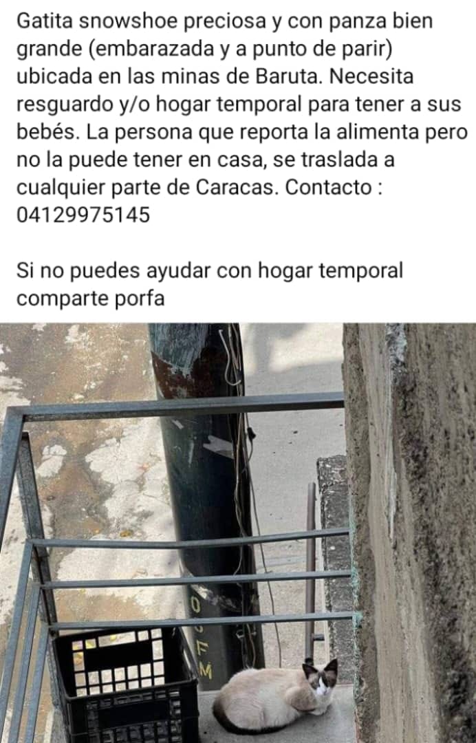 PerroUsuario's tweet photo. Necesita hogar temporal URGENTE, Minas de Baruta https://t.co/8q3JrAR0im