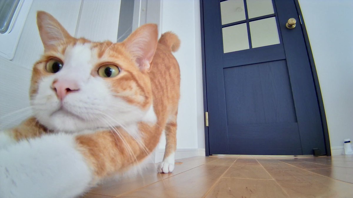 Gaviel's tweet photo. 本日の、ころすけ。

#猫 #猫と暮らす幸せ #ペットカメラ #ebose #enabot https://t.co/2YxPlVFcFh