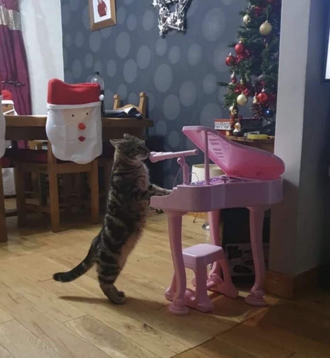 🐱 : Mama, just killed a man 🎶
