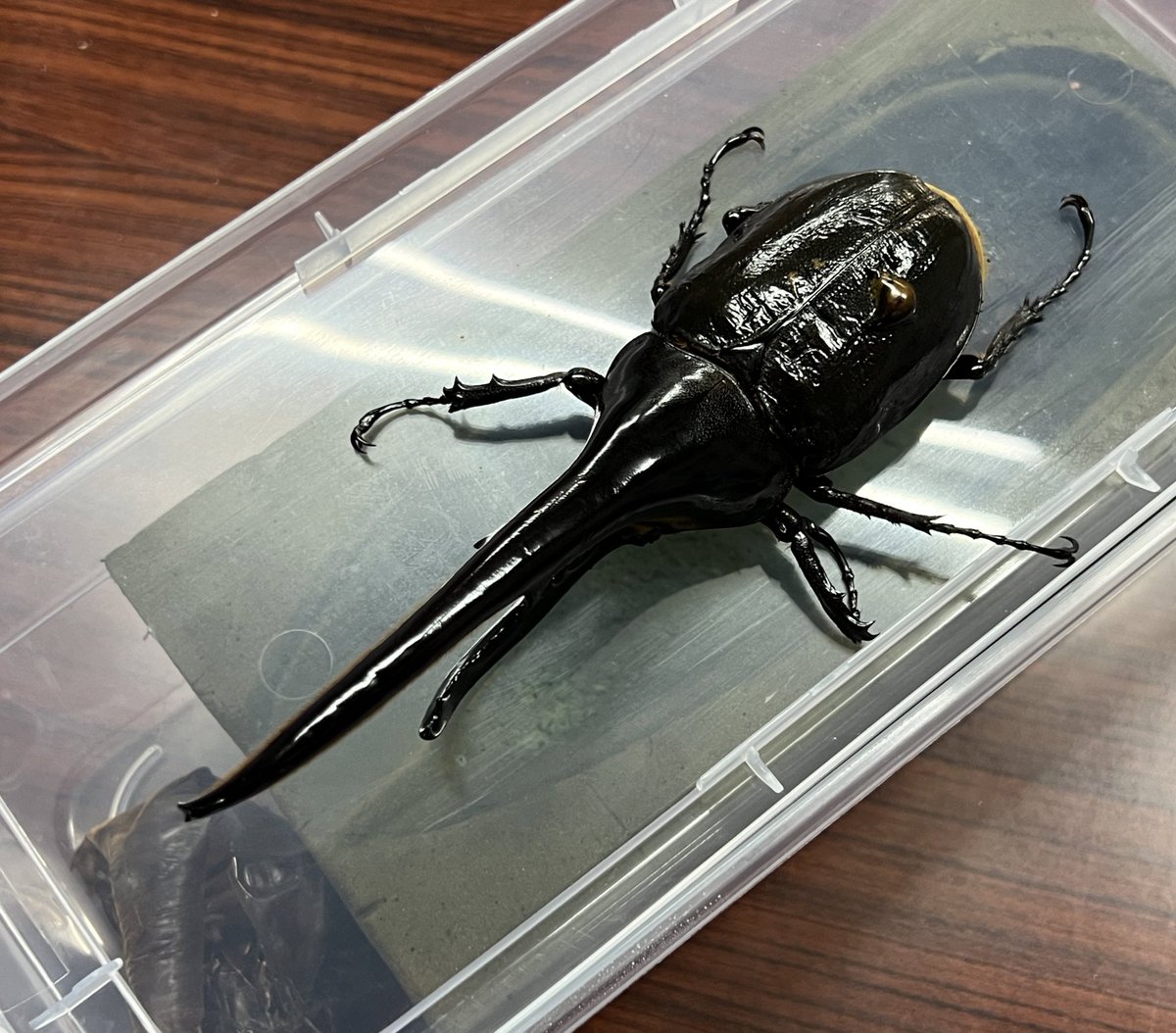 新作登場，最新作 D.H.ヘラクレス ヘラクレスオオカブト 156mm オス D