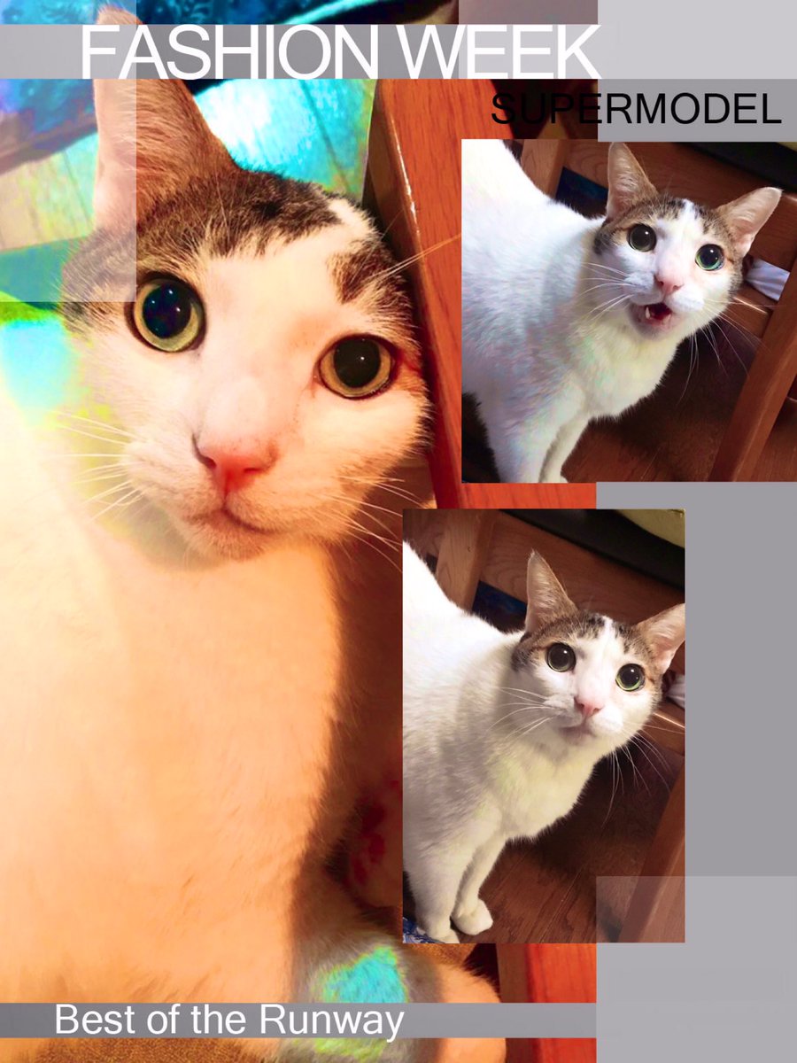6LvfmfHZKXKsYsk's tweet photo. 金曜日の夜にこんばんは⭐️
明日自由が丘に行くので『自由が丘ラッシュ✨』やります笑✨
暇だったら見てね笑🤗
皆様！
今日も1日よろしくお願いします✨
『レオ3連星🐱✨』 https://t.co/41EDAx3faf
