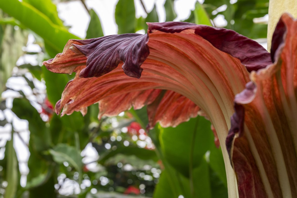 More tickets released! We're getting ready to open up the Glasshouses for a second day, welcoming visitors in to see our magnificent 266cm tall Amorphophallus Titanum. This is your last chance to see New Reekie's very brief bloom! Book your free tickets 👉 rbge.cc/TitanArum