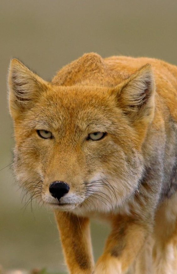 creepydotorg's tweet image. 17. Tibetan fox