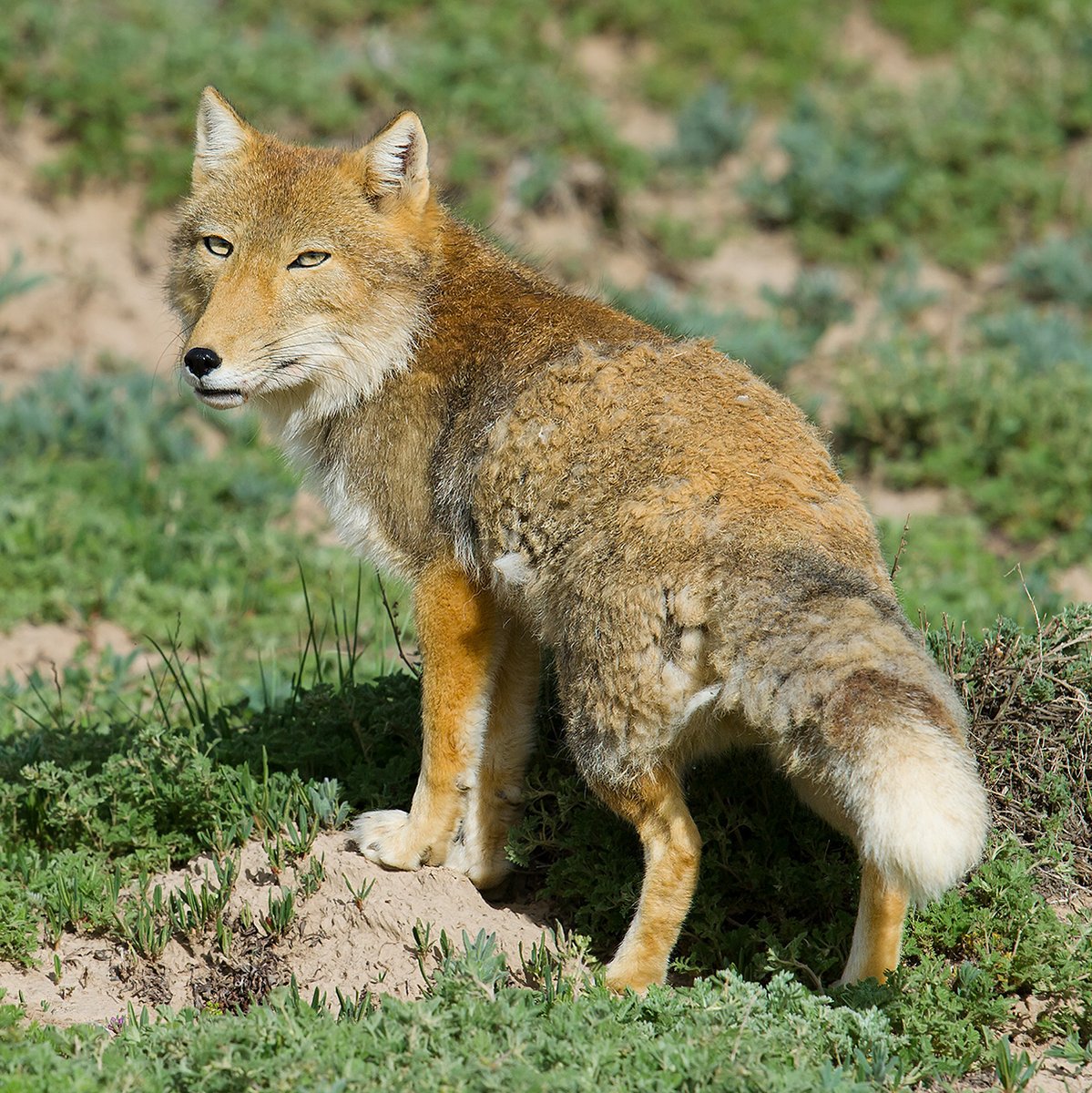 creepydotorg's tweet image. 17. Tibetan fox